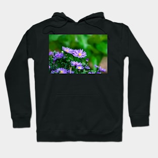 Soft Asters Hoodie